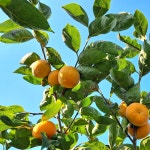 주책남 경남 진영 창원 태추 부유 햇단감 2.5kg : 주방을책임지는남자