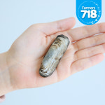 제철 맛조개 500g + 500g 가리맛조개 캠핑 조개구이 조개탕 : 파머스 718