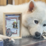 빈티지 다꾸 멍멍이 하우스 PET 강아지 스티커 30매 : 수블리예