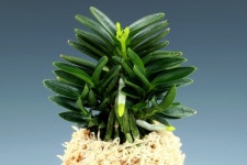 풍란 취선 : 보람난원 한국난 농업회사