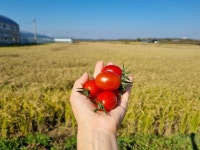 [중과사이즈]미니찰 대추방울토마토 5kg 친환경 무농약 토마토 장마루토마토농장 : 장마루 토마토농장