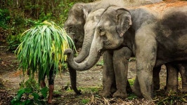 [태국 푸켓] 코끼리 정글 보호센터 Elephant Jungle Sanctuary : 그린망고홀리데이