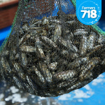 제철 맛조개 500g + 500g 가리맛조개 캠핑 조개구이 조개탕 : 파머스 718