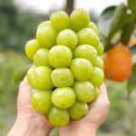 프리미엄 수출용 샤인머스켓 2kg 송산포도 대부도 김천 영동 영천 안성 거창 꿀 망고포도 : 연두농장 - 송산샤인머스켓