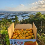 한담농수산 | [엘리시온 효돈감귤] 쇠소깍 노지감귤 3kg 5kg 7kg 10kg 5kg합포장 7kg합포장 혼합과 : 엘리시온 효돈감귤