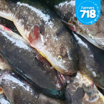 동해안 자연산 참복 밀복  3kg 주문즉시 손질한 손질 복어 복어회 선물추천 : 파머스 718