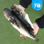 동해안 자연산 참복 밀복  3kg 주문즉시 손질한 손질 복어 복어회 선물추천 : 파머스 718