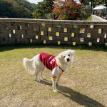나이스퍼피 대학점퍼 연대고대 / 강아지 고양이 옷 데일리 재킷 점퍼 기모 : 나이스퍼피
