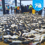 동해안 자연산 참복 밀복  3kg 주문즉시 손질한 손질 복어 복어회 선물추천 : 파머스 718