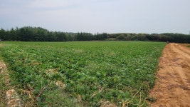 2023년 수확 국내산 전북 익산 꿀 밤 햇고구마 5kg 10kg : 야훼농장