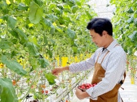 GAP 대추방울토마토 3kg [유통NO! 농장산지직송] : 빛가온농장