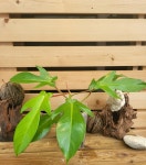 초특가 필로덴드론 스퀘미페럼 야자농장 : 송플랜트