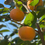 단감 45과 10kg 산지직송 순천 미인 감 G.A.P 풍전농장 딱딱감 : 풍전농장