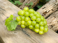 유기농 샤인머스켓 : 샛별농장