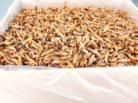 고급 요리에 뺄 수 없는 천연 조미료 흑새우 먹새우 보리새우 건새우 500g, 1kg : 건어물 천지