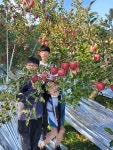 {버들농원} 2024년 부사사과 10kg(선물용큰사과) : 버들사과