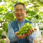 샤인머스캣 2kg 망고 천안 18brix 포도 : 일곱시 마켓