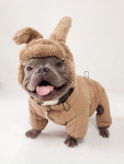 골든독 강아지 누빔올인원패딩 패딩옷 중대형견 대형견 프렌치불독 잉글리쉬불독 아메리칸불리 따뜻한 옷 M : 골든독