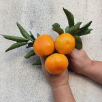 토평감귤 귤고팡 고당도 타이벡 서귀포 토평감귤 10kg : 토평감귤 귤고팡