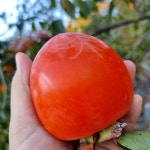 영동 대봉감 대봉시 대봉홍시 홍시 홍시감 곶감용 3kg 5kg : 상촌정야네농장