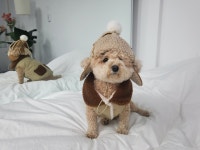 [호두상점]  강아지 고양이 군밤장수 모자 : 호두상점HODU