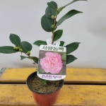 겹핑크 서향동백 : 범수농장