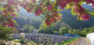 [평창된장영농조합법인] 평창 로컬푸드 찹쌀 대화초고추장 450g : 평창된장영농조합법인