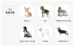 로얄캐닌 미디엄 라이트 웨이트 케어 12kg : 투캣츠