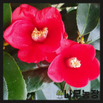 동백나무 화분 시리즈 제주 동백꽃 꽃화분 거실화분 실내플라워 : 우리나무농장