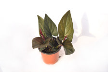 초코싱고니움 Syngonium Erythrophyllum 희귀식물 공기정화식물 플랜테리어 인테리어 서비내 서비야드플라워아울렛 : 서비내