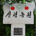 강원도 영월 신평농원 꿀 부사 사과 5kg 10kg : 신평농원