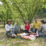 지리산산골 3년숙성 토종 황 매실원액1000ml 임산부 매실액 매실액기스 매실청 : 참살이장터