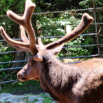 생녹용 사슴 농장 녹용 엑기스 어린이 어르신 상대 분골 1박스 30포 : 양평농부