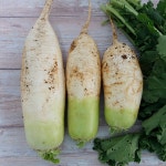 유기농 무우 전남 무안 김장무 흙무 10kg 20kg 햇무우 산지직송 : 더팜스토리