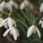 [모아하우스] Snowdrop, 겨울 꽃 설강화 스노우드롭 키우기 5구 1세트 : 모아하우스.MOAhouse