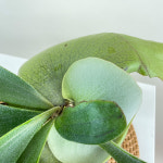 박쥐란 공중식물 행잉식물 : 내뜰에