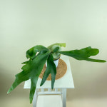 박쥐란 공중식물 행잉식물 : 내뜰에