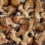 국내산 강원도 정선 참송이버섯 500g : 대촌농산물
