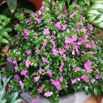 구피아 쿠페아 화분 실내공기정화식물 키우기 쉬운 실내 반려식물 : 미스터허브