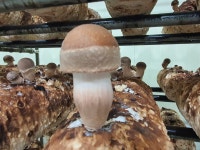 [원탑] 산지직송 직접 수확 맛있는 참송이버섯 명품 500g, 1kg : 원탑농원 참송이버섯