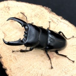 사슴벌레 키우기 넓적사슴벌레 성충 암컷부터 선택하기 사슴벌레 파브르2세 프랜쥬 : 프랜쥬