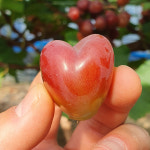 김천 고당도 마이하트 포도 1KG(2수) 18브릭스 이상 당일수확 : 한입두잇