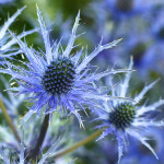 에린지움 Eryngium 씨앗 400알 대포장 : 모야모가든센터