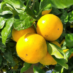 26년 감귤 제주 프리미엄 효돈 노지감귤 만다린 가정용 설 설날 과일선물세트 고당도 3kg : 델푸릇