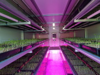 영팜새싹삼 : 영팜새싹삼