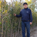 석류나무 묘목 4년생 슈퍼 왕단석류 결실주 : 한밭농원