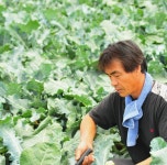 [5월 중순수확]꽉찬 청정 괴산 햇브로콜리4송이 : 모단농장
