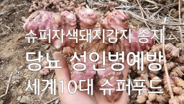 [치유농장연원당] 슈퍼자색돼지감자 당뇨식품 10kg : 연원당농원