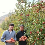 강원도 찬바람 맞고 자라 단단하고 새콤달콤한 부사 사과 5kg : 화천 부자농원