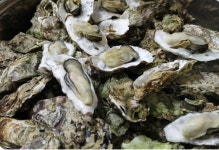 냉동하프셀 반각굴 1박스(130-150내외) 냉동굴 석화구이 석굴찜 : 전복마을